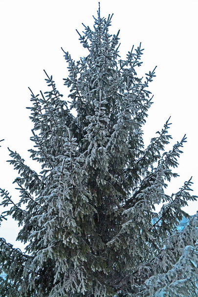 Weihnachtsbaum (Blautanne oder Kiefer). verschneiter Weihnachtspark. verschneiter Winter im Freien. gemütlicher Winter. - Foto, Bild