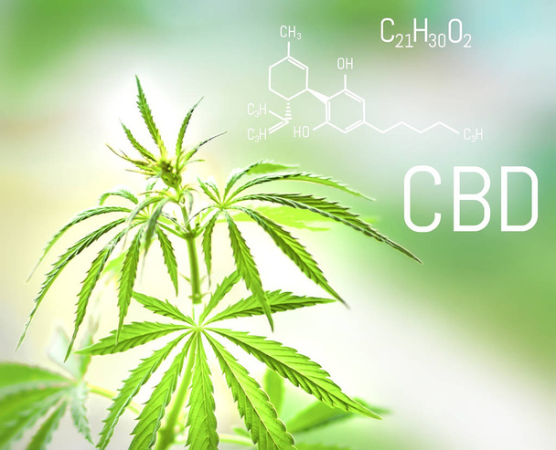 Elemento medicinal de marihuana CBD. Estructuras moleculares, fórmula química del cannabidiol. Cultivo de cannabis
 - Foto, imagen