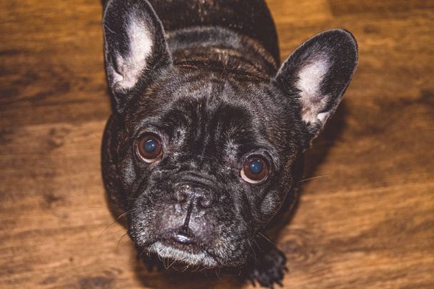Μικρό σκυλί του μαύρου χρώματος με ωραία μάτια και μεγάλα αυτιά. Ρύγχος ζαρωμένο. Γενεαλογία. Ράτσα γαλλικό μπουλντόγκ Kan Corso. Κατοικίδιο ζώο. - Φωτογραφία, εικόνα