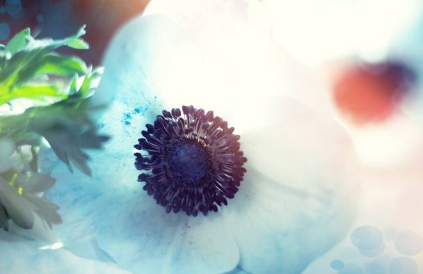 Blue Anemona Blossom - Foto, imagen