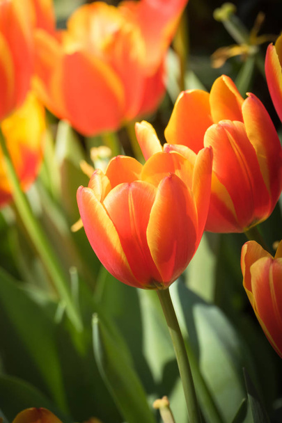 Beautiful bouquet of tulips. colorful tulips. nature background - Photo, Image