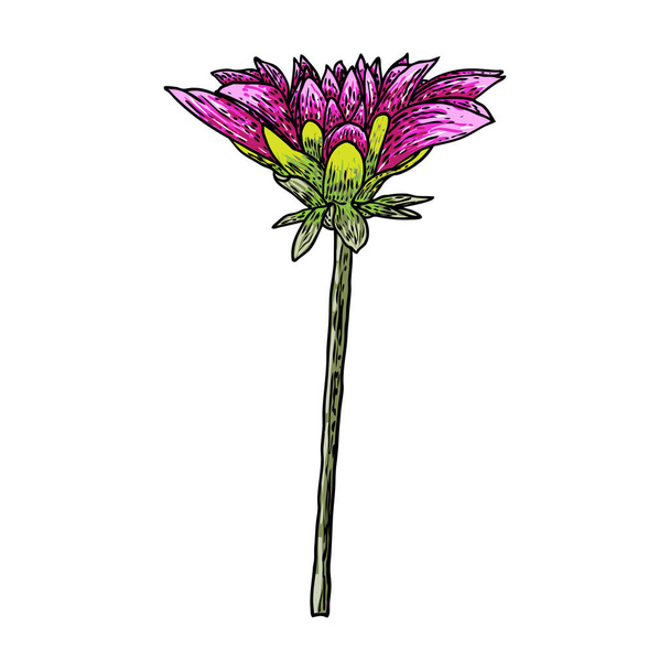 Dahlia head. Botanical vintage ink illustration. Hand drawn flower and herb isolate on white background. Black and color florist elements. Vector. - Vektor, obrázek