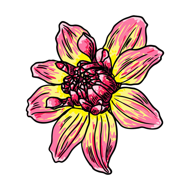 Dahlia flower, related species include the daisy, chrysanthemum, and zinnia. Ink floral art. Floral head for wedding decoration, Valentine's Day, Mother's Day, sales and other events. Vector. - Vektör, Görsel
