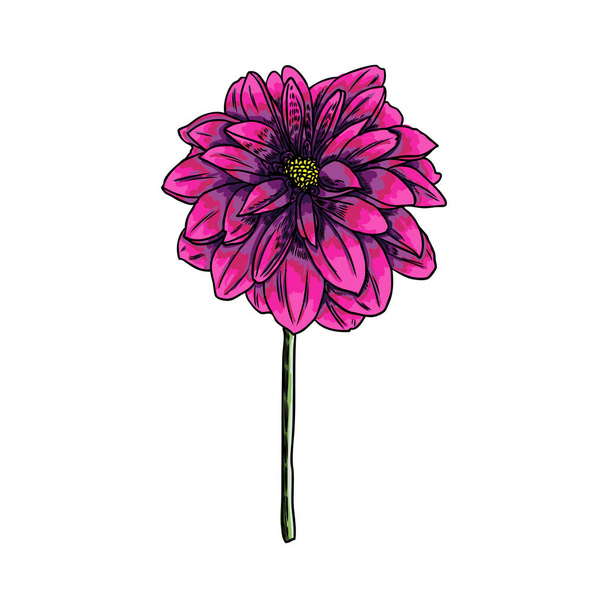 Dahlia. Botanical illustration. Design elements in black and color. Floral head for wedding decoration, Valentine's Day, Mother's Day, sales and other events. Vector. - Vektor, Bild