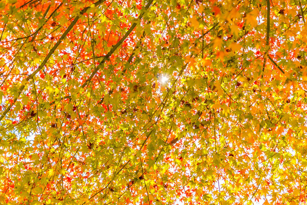秋の木に美しい赤と緑のカエデの葉 - 写真・画像