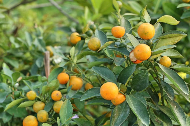 bahçede portakal ağacı - Fotoğraf, Görsel