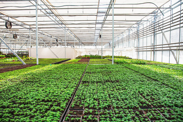 Nowoczesne cieplarnianych hydroponicznych z regulowaną, hodowli słodkowodnych, kwiaty. Przemysłowe ogrodnictwa - Zdjęcie, obraz