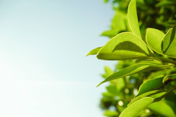 čerstvé zelené listy v přírodní zahradě - Fotografie, Obrázek