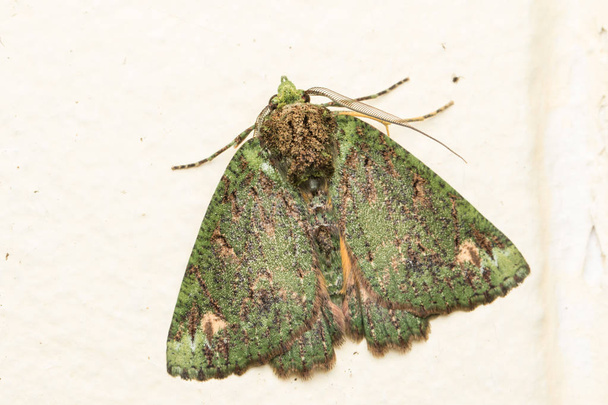 Macro image nature and unique moth of Sabah, Borneo - Photo, Image