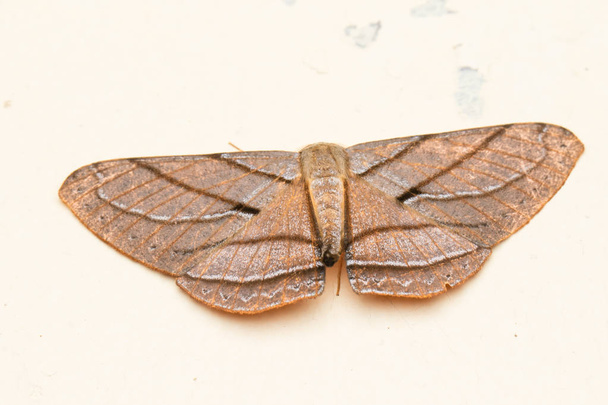 Macro image nature et papillon de nuit unique de Sabah, Bornéo - Photo, image