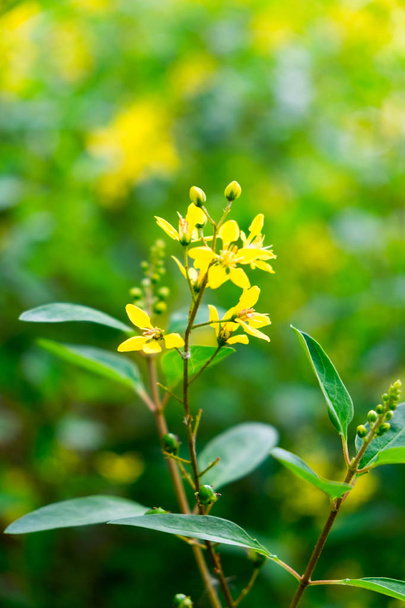Thryallis glauca, Galphimia, altın duş, sarı çiçek doğal Bahçe - Fotoğraf, Görsel