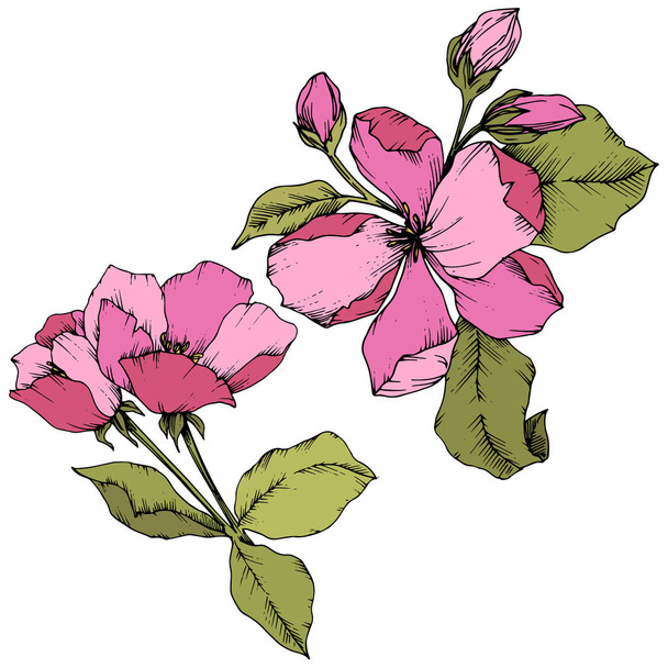 Vector Apple blossom floral botanical flower. Pink and green engraved ink art. Isolated flowers illustration element. - Vektor, Bild