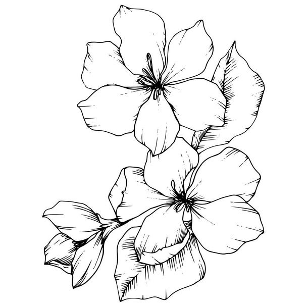 Alma virág virág botanikai virág vektor. Fekete-fehér vésett tinta art. Elszigetelt virágok ábra elem. - Vektor, kép