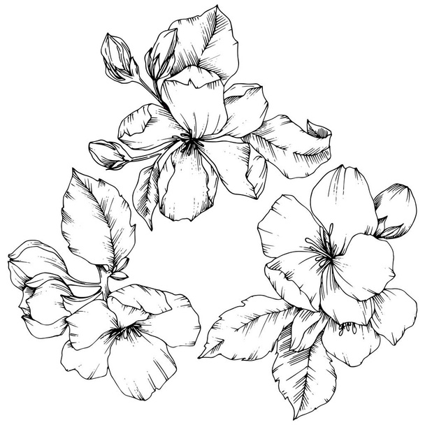 Wektor Apple blossom kwiat kwiatowy botanicznych. Czarno-białe grawerowane sztuki atramentu. Element ilustracja na białym tle kwiatów. - Wektor, obraz