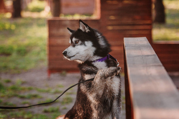 Sibirischer Husky-Hund im Freien - Foto, Bild
