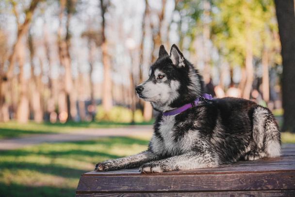 Siberian Husky dog outdoor - Foto, Imagem