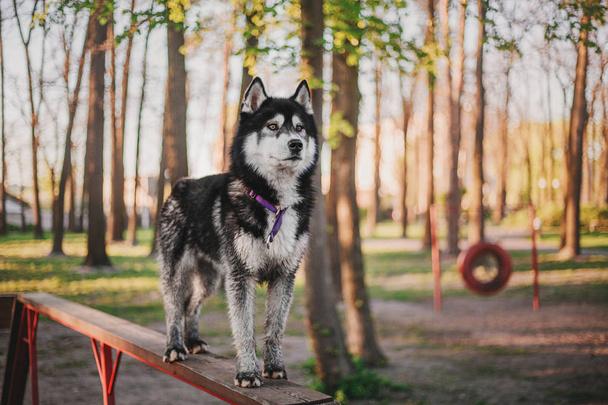 Siberian Husky dog outdoor - Foto, imagen