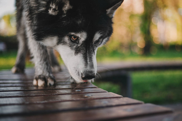 Siberian Husky dog outdoor - Foto, immagini