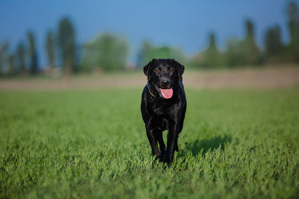 Labrador Retriever Dog running on the field - Φωτογραφία, εικόνα