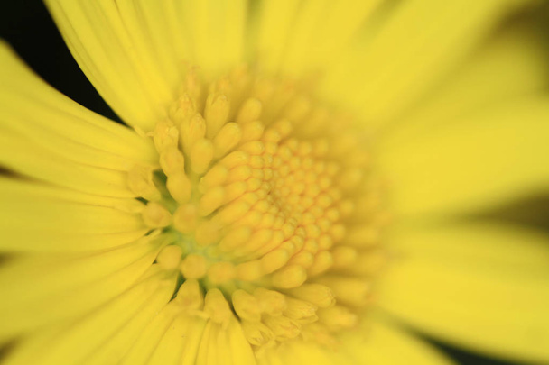 Dasiy virág, és a háttérben, mint a háttér textúra - Fotó, kép