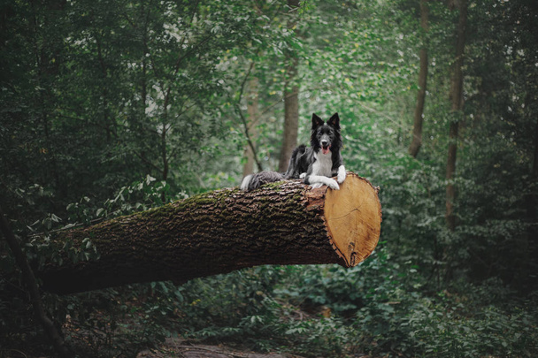 Border collie dog outdoor - 写真・画像