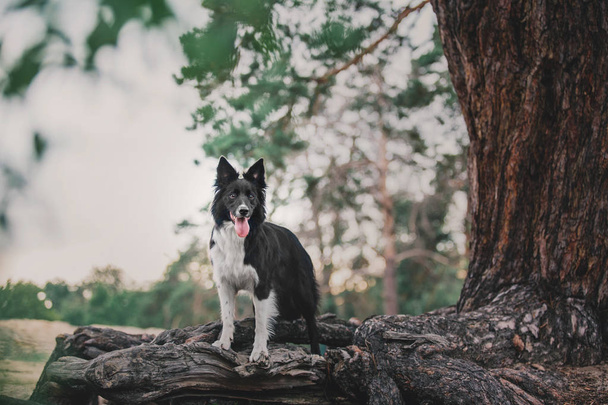 Cute border collie dog in forest - 写真・画像