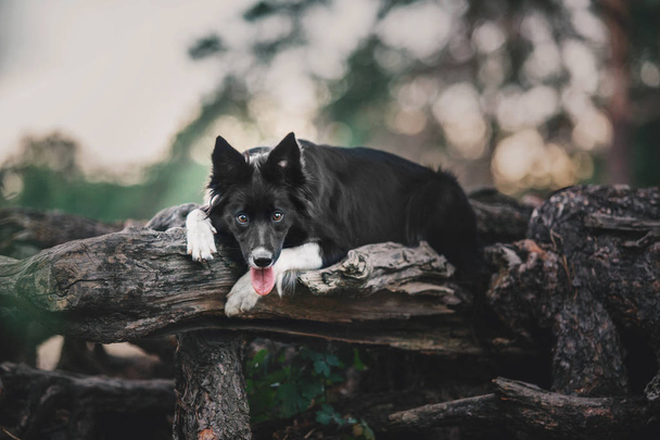 Border Collie Dog outdoor - Foto, afbeelding