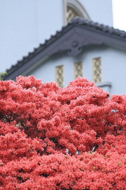 рододендрон рожеві квіти в будинку уряду, - Фото, зображення