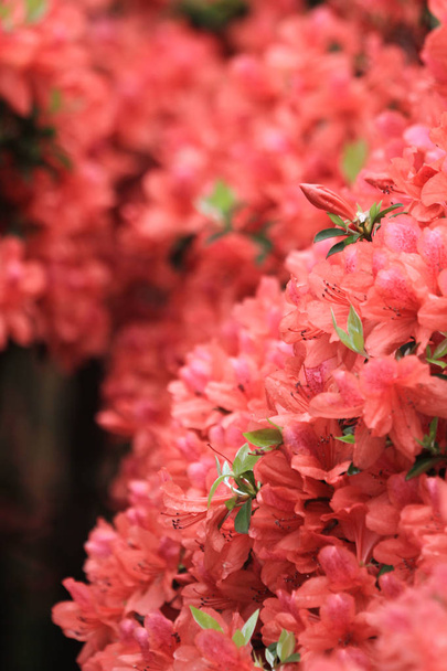 pink rhododendron flowers at Government House, - Photo, Image
