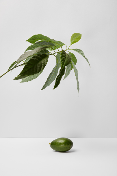 selective focus of avocado under green plant on grey background - 写真・画像