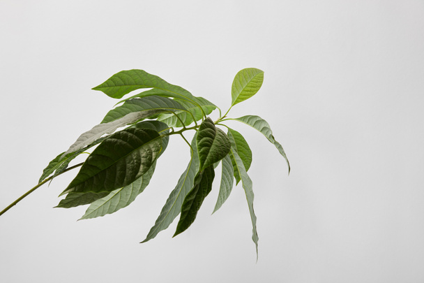 selective focus of green plant on grey background - Foto, imagen