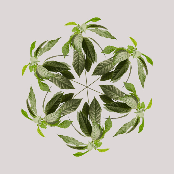 top view of green leaves isolated on grey - Фото, зображення