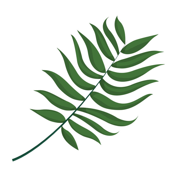 екзотична гілка природного листя дизайн Векторні ілюстрації
 - Вектор, зображення