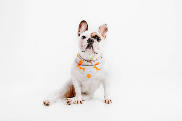 French Bulldog. Clothes for dogs. Dressed dog isolated on white background - Fotoğraf, Görsel