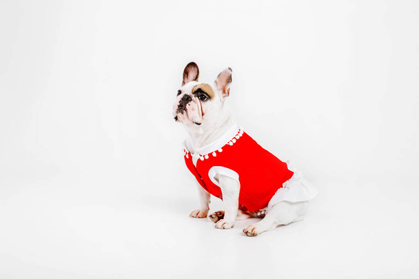 French Bulldog. Clothes for dogs. Dressed dog isolated on white background - Fotografie, Obrázek