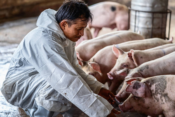 Veterinário asiático trabalhando e verificando o porco em fazendas de porcos, animais e suínos indústria agrícola - Foto, Imagem
