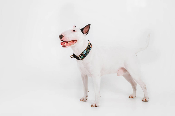 Bull Terrier Dog. Roupas para cães. Cão vestido isolado no fundo branco
 - Foto, Imagem