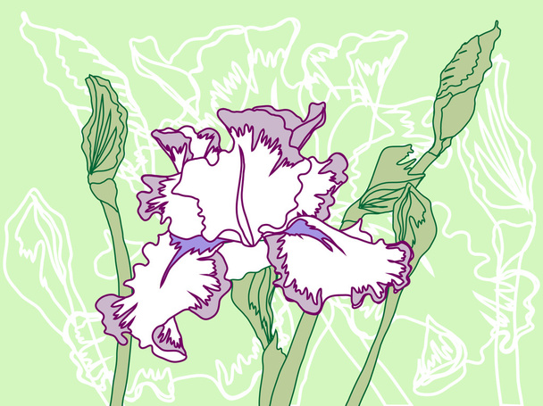 White Violet Iris on the Green Background - Vector, Image
