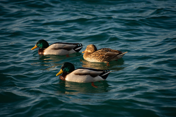 Dos machos y una hembra de ánades reales nadan en el tranquilo lago del invierno. Aves domésticas, Anas platyrhynchos
. - Foto, Imagen