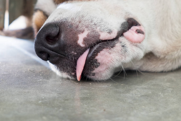 Krásné zvířecí spánek jazyk psa - Fotografie, Obrázek