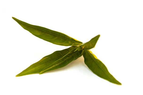 Цветок лекарств Юстиция с ивовыми листьями на белом фоне
. - Фото, изображение