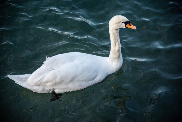 Cisne branco com reflexão sobre a água.Cisne mudo, Cygnus no Lago de Garda no outono
 - Foto, Imagem