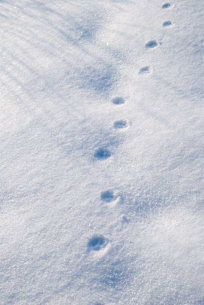 Tierischer Fußabdruck auf Schnee aus nächster Nähe - Foto, Bild