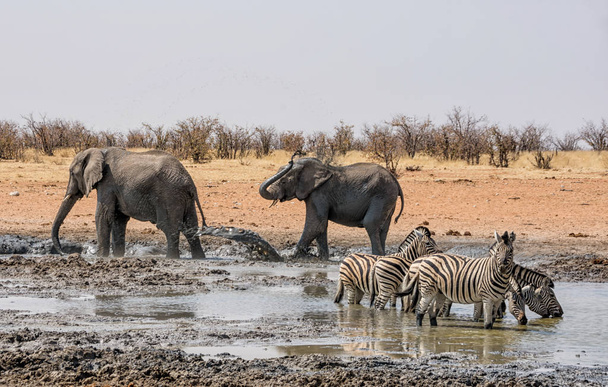 vue panoramique sur les éléphants dans un bon bain de boue en Namibie
  - Photo, image