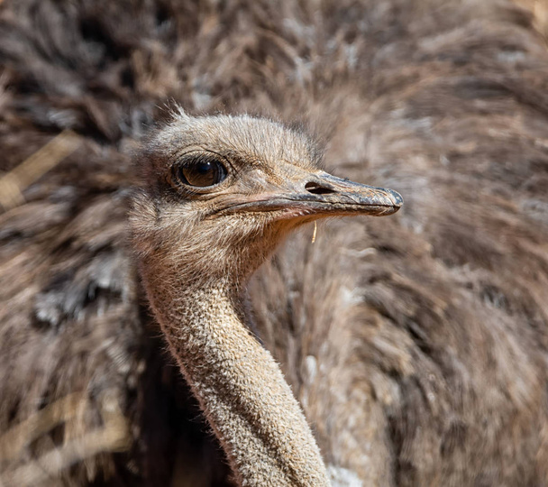 close-up of ostrich sitting next to nest of eggs in Southern African savanna - Фото, изображение