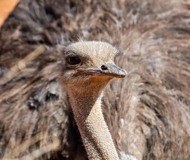 close-up of ostrich sitting next to nest of eggs in Southern African savanna - Фото, изображение