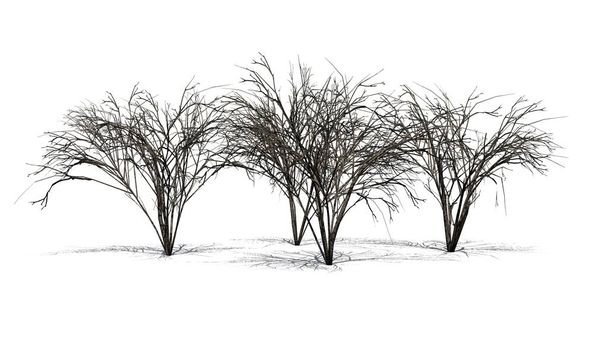 διάφορα Ιαπωνικά Angelica δέντρα το χειμώνα με τη σκιά - απομονώνονται σε λευκό φόντο - Φωτογραφία, εικόνα