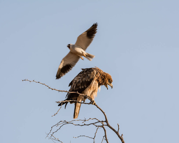 Tawny Eagle sendo assediado por papagaio-de-ombro-preto na savana da Namíbia
 - Foto, Imagem