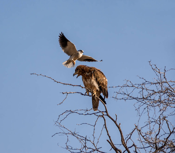 Aigle fauve harcelé par le cerf-volant à épaulettes noires dans la savane namibienne
 - Photo, image