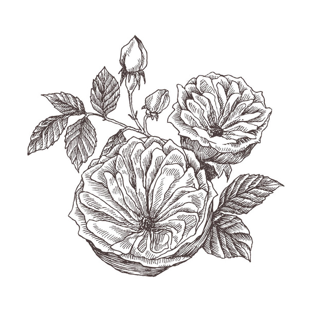 Wild roses blossom branch isolated on white. Vintage botanical hand drawn illustration. Spring flowers of garden rose, dog rose. Vector design. Can use for greeting cards, wedding invitations - Vektor, Bild